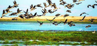 鄱陽湖文學作家群，是以挖掘鄱陽湖地域文化為背景，弘揚鄱陽湖地域文學為己任的專業文學創作研究團隊。