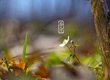 《春分》春分了，天氣漸漸暖起來。草木萬物都生發(fā)了，空氣里里濕漉漉甜絲絲的，有一股子好聞的泥土腥味兒。[詳細(xì)]