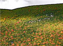 謳歌生命　　鳥類的一生，無比艱難，九死一生。但它們永遠樂觀，不悲苦。鳥類有著人類一樣偉大的愛，為了家族，可以犧牲自己。[詳細]